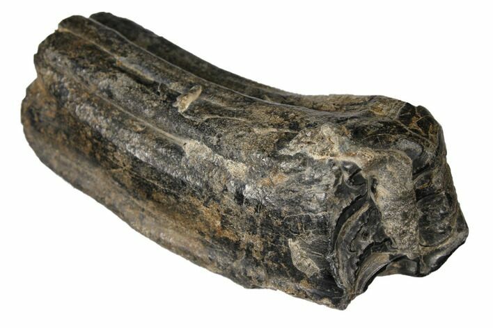Pleistocene Aged Fossil Horse Tooth - Florida #122587